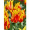Tulipa Fire Wings 1 1 4