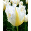 tulip lemon beauty 00 x778 crop center