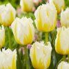 tulip lemon beauty min