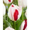 tulip one direction 9 f967ef6c eefd 4bba 9841 fac93157a9dd x778 crop center