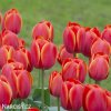 červený tulipán ad rem 2