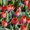 červený tulipán ad rem 3
