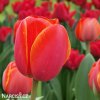 červený tulipán ad rem 5