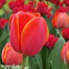 červený tulipán ad rem 5