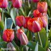 červený tulipán ad rem 6