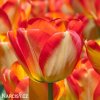 žlutočervený tulipán american dream 3