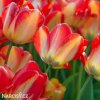 žlutočervený tulipán american dream 4