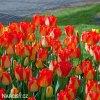 žlutočervený tulipán american dream 5