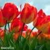 žlutočervený tulipán american dream 6