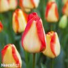 žlutočervený tulipán american dream 1