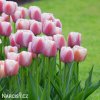 růžový tulipán ollioules 5