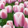 růžový tulipán ollioules 1
