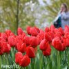 červený tulipán apeldoorn 3