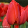 červený tulipán apeldoorn 5