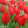 červený tulipán apeldoorn 6
