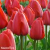 červený tulipán apeldoorn 1