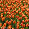 červenožlutý tulipán apeldoorns elite 2