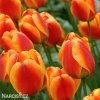 červenožlutý tulipán apeldoorns elite 3