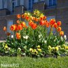 červenožlutý tulipán apeldoorns elite 4