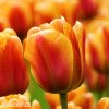 červenožlutý tulipán apeldoorns elite 1