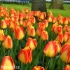 žlutočervený tulipán banjaluka 2