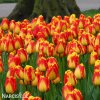 žlutočervený tulipán banjaluka 3