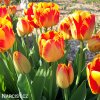 žlutočervený tulipán banjaluka 5