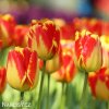 žlutočervený tulipán banjaluka 6