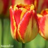 žlutočervený tulipán banjaluka 1