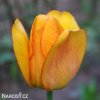 žlutý tulipán blushing apeldoorn 2