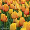 žlutý tulipán blushing apeldoorn 3