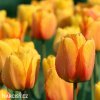 žlutý tulipán blushing apeldoorn 4
