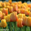 žlutý tulipán blushing apeldoorn 5