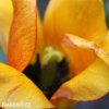 žlutý tulipán blushing apeldoorn 6