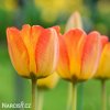 žlutý tulipán blushing apeldoorn 7