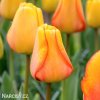 žlutý tulipán blushing apeldoorn 1