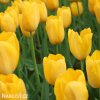 žlutý tulipán golden apeldoorn 2