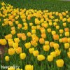 žlutý tulipán golden apeldoorn 3