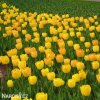 žlutý tulipán golden apeldoorn 3