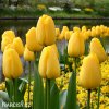 žlutý tulipán golden apeldoorn 4
