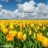 žlutý tulipán golden apeldoorn 5