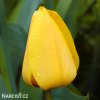 žlutý tulipán golden apeldoorn 6