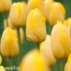 žlutý tulipán golden apeldoorn 1