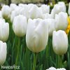 bílý tulipán hakuun 2