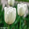bílý tulipán hakuun 4