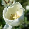 bílý tulipán hakuun 5