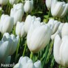 bílý tulipán hakuun 7
