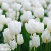 bílý tulipán hakuun 1