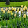 žlutý tulipán ivory florafale 4
