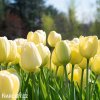 žlutý tulipán ivory florafale 5